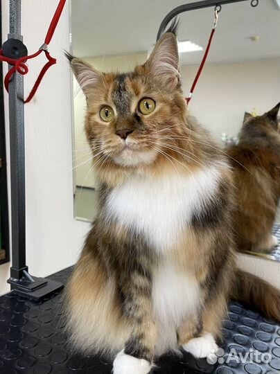 Стрижка (груминг) / экспресс-линька котов и кошек