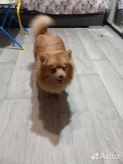 Собака в добрые руки,шпиц