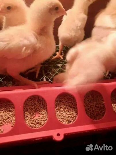 Цыплята цветные бройлеры Сассо, мясо яйца