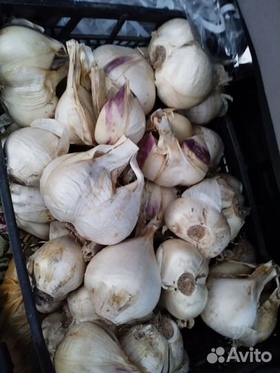 Растения для сада