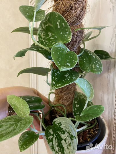 Сциндапсус сильвер энн