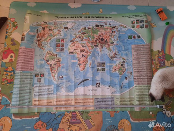 Огромная карта мира