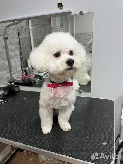 Бишон фризе вязка