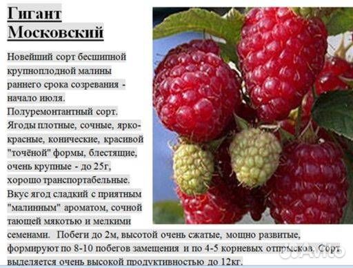 Саженцы малины Гигант Московский