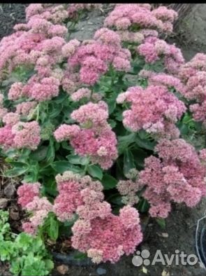 Лилейник, хризантемы и еще