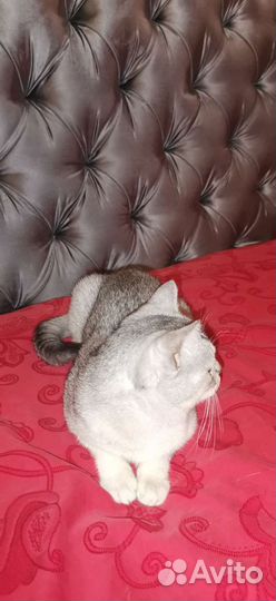 Шотландский кот вязка