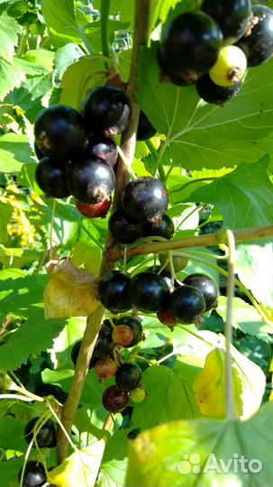 Свежие ягоды черной смородины