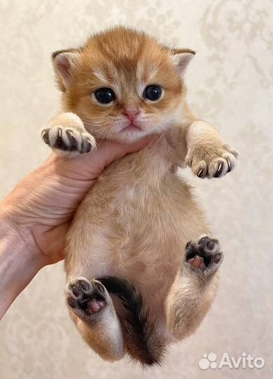 Фолды и Страйты Шотландские котята