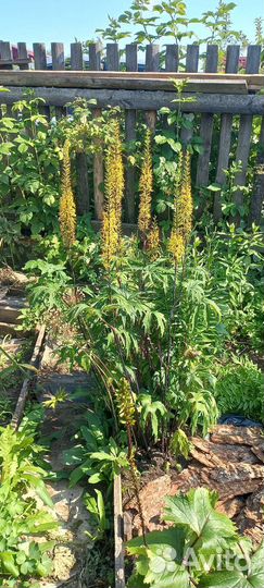 Садовые цветы