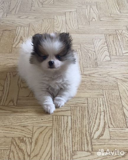 Шпиц вязка(мальчик)