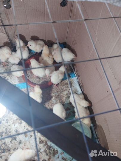 Цыплята бройлеры кобб 500