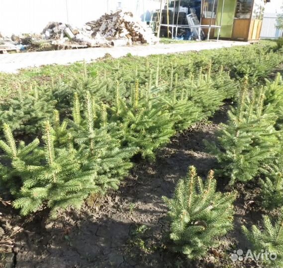 Саженцы ели Глаука