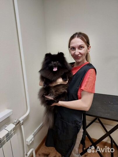 Модели собачек на стрижку