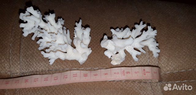 Натуральный коралл