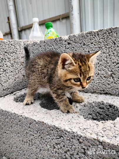 Кошка в дар