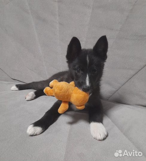 Отдам щенка