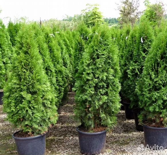 Туя Смарагд