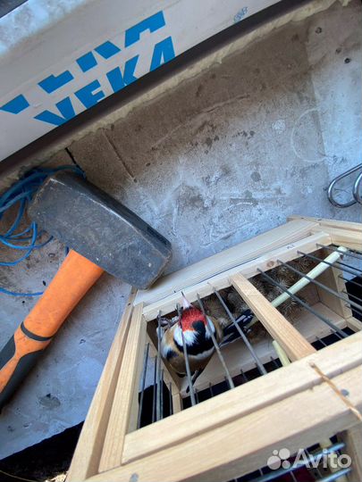 Щегол и птицы