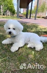 Щенки бишон фризе