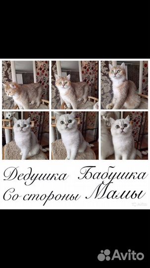 Котята Британцы, Серебристые шиншилла