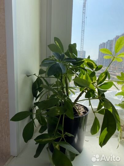 Комнатные цветы шефлера