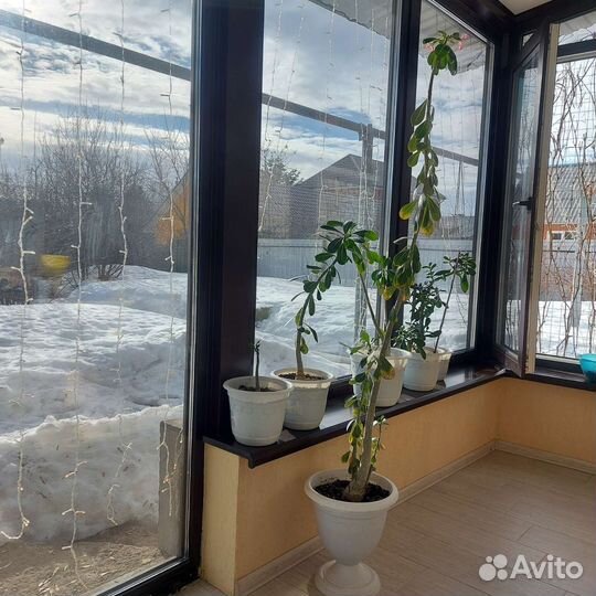 Адениум взрослый