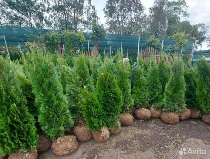 Туя 220 см