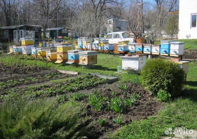 Маточное молочко пчелиное (нативное)