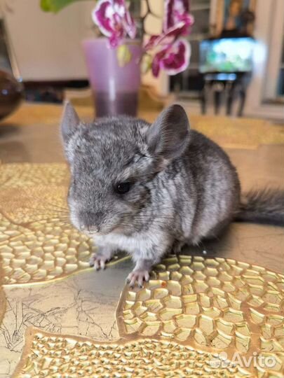 Шиншиллята малыши