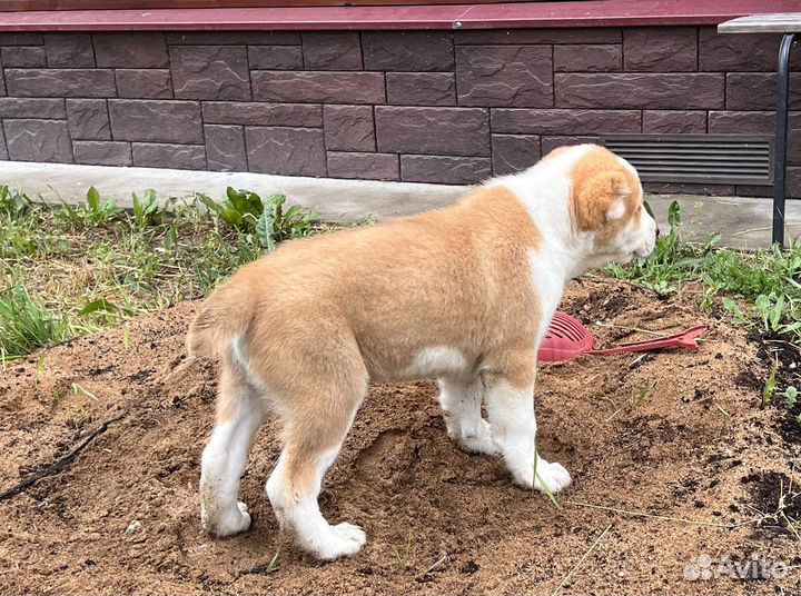 Щенки алабая