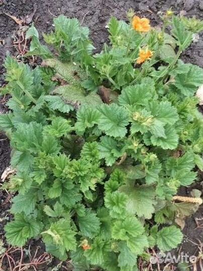 Многолетние цветы для сада