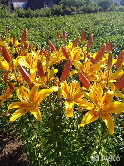 Лилии луковицы