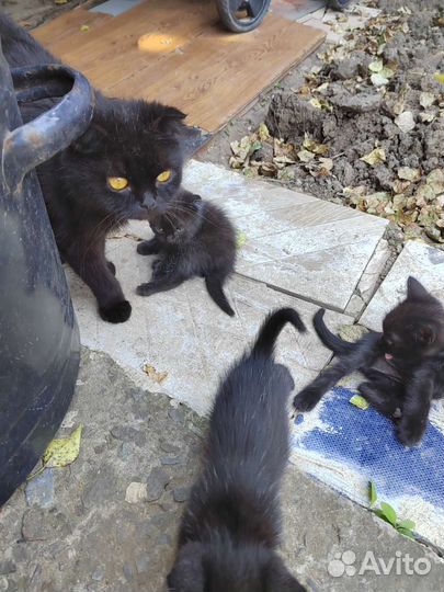 Котята отдам бесплатно