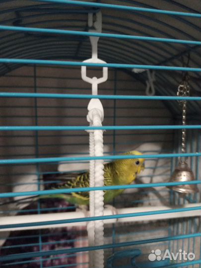 Продам попугая с клеткой