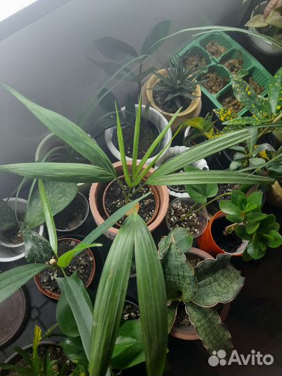 Пальма фикус драцена