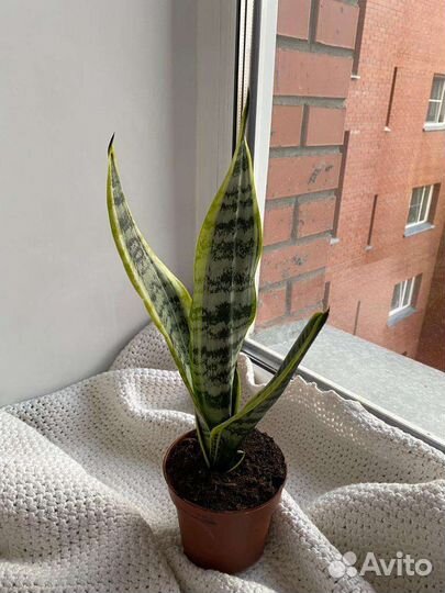 Сансевиерия