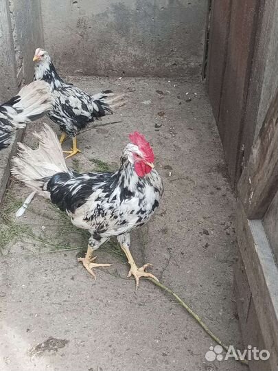 Петухи Леггорн долматинец