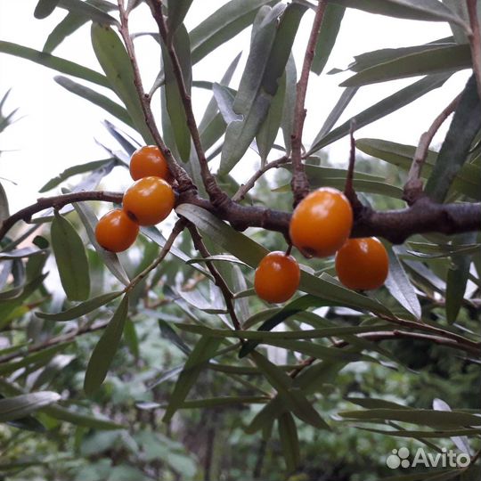 Саженцы лесного ореха, облепиха и другие растения