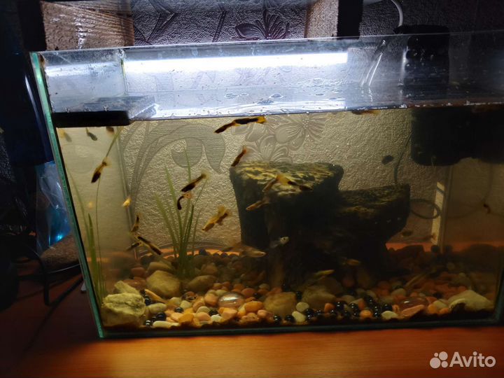 Аквариум с рыбками