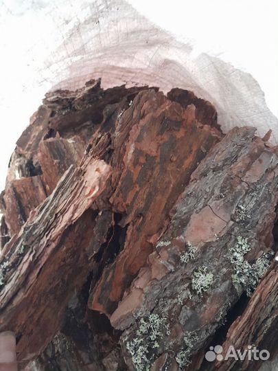 Кора сосны для мульчирования