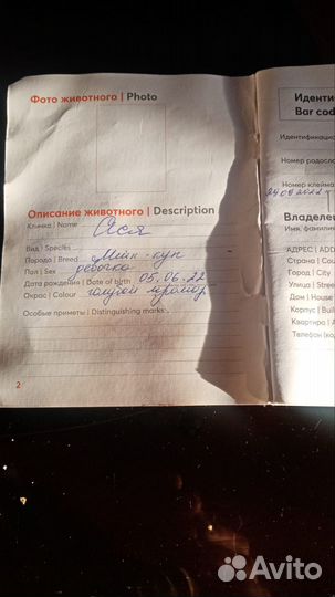 Кошечка мейн-кун в добрые руки