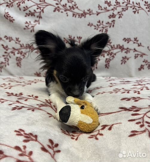 Щенки чихуахуа