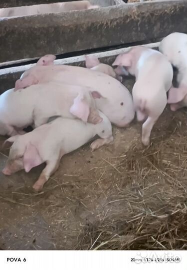 Поросята ландрас