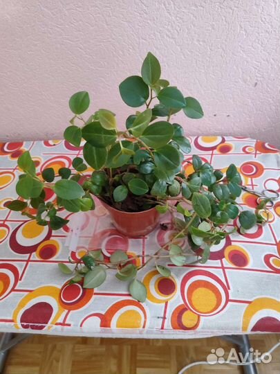 Комнатные растения, цветы