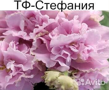 Фиалки детки