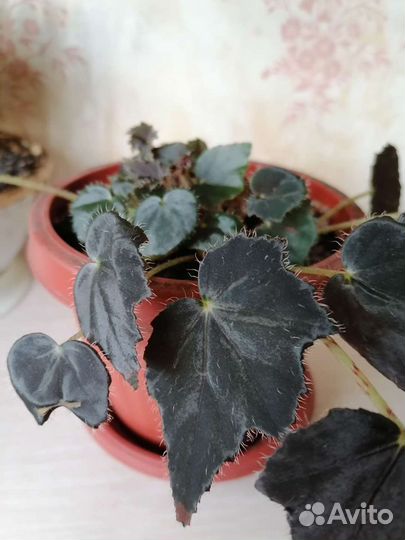 Комнатный цветок