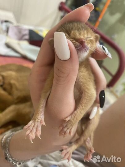 Абиссинская кошка