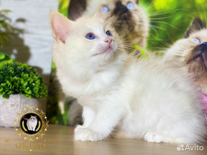 Рэгдолл в редчайшем окрасе ред биколор