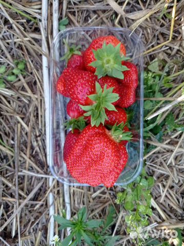 Кассетная рассада клубники на август по России