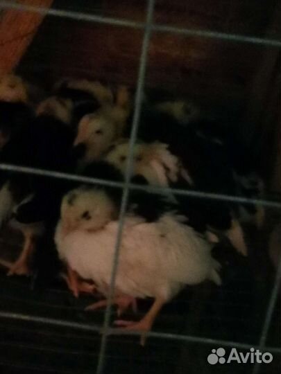 Петухи леггорн долматинец